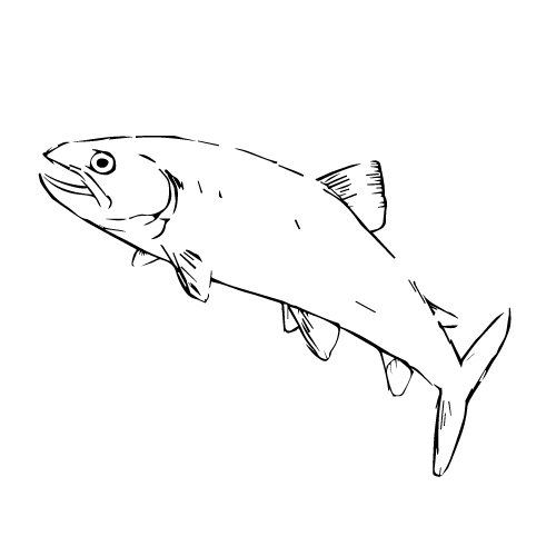 The River King Alice Hoffman